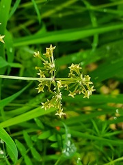 Asperula molluginoides