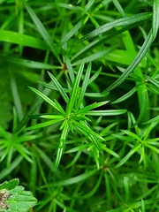 Asperula molluginoides