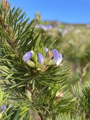Psoralea pinnata