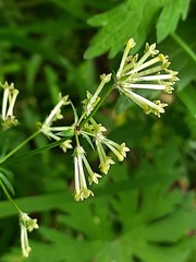 Asperula molluginoides