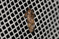 Cryptaspasma brachyptycha