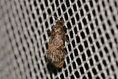 Cryptaspasma brachyptycha