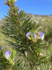 Psoralea pinnata
