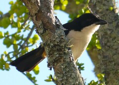 Laniarius ferrugineus