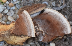 Inocutis tamaricis