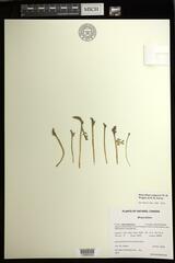 Botrychium campestre