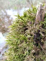 Climacium dendroides