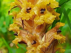 Orobanche laxissima
