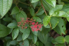 Cissus erosa