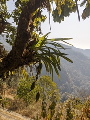 Cymbidium erythraeum