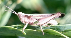 Orphulella punctata