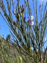 Psoralea usitata