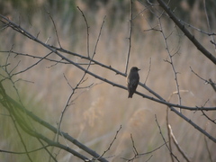 Muscicapa griseisticta