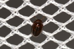 Phalacridae