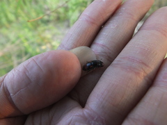 Glischrochilus japonius