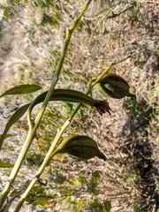 Cymbidium erythraeum