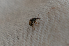 Nanophyes marmoratus