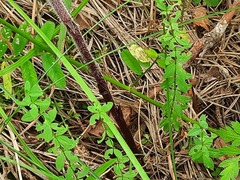 Orobanche owerinii