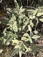 Phlomis purpurea