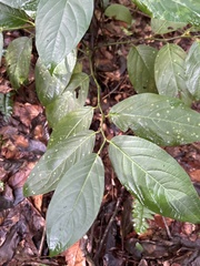 Piper glabrescens