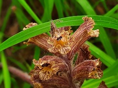 Orobanche owerinii