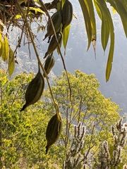Cymbidium erythraeum