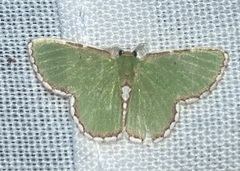 Synchlora pulchrifimbria