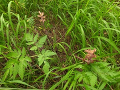 Orobanche owerinii