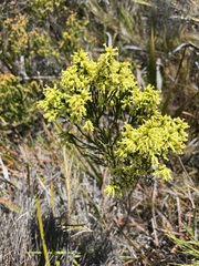Erica lutea