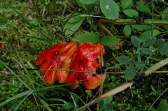 Hygrocybe cuspidata