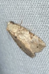 Gonodes