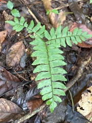 Adiantum latifolium