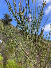 Psoralea usitata