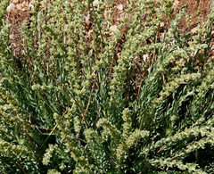 Thymelaea virgata