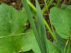 Gladiolus tenuis