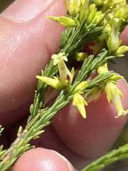 Erica lutea