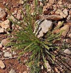 Thymelaea virgata