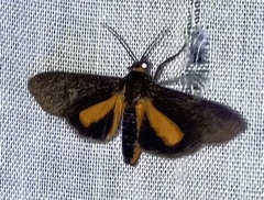 Virbia mentiens