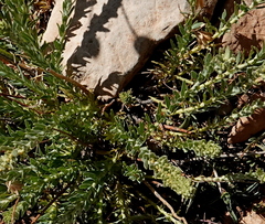 Thymelaea virgata