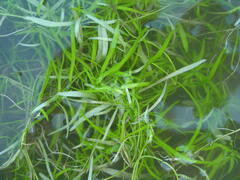 Callitriche