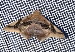 Euclystis guerini