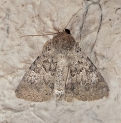 Pandesma robusta