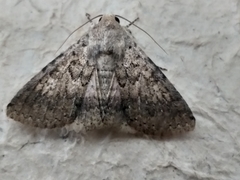 Pandesma robusta