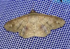 Erebostrota stenelea