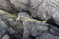 Funastrum angustissimum