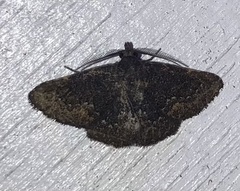 Prosoparia rugosa
