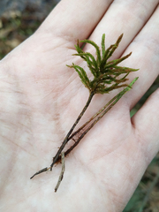 Climacium dendroides