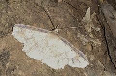 Erebostrota stenelea