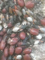 Oxycarenus lavaterae