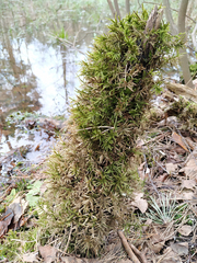 Climacium dendroides